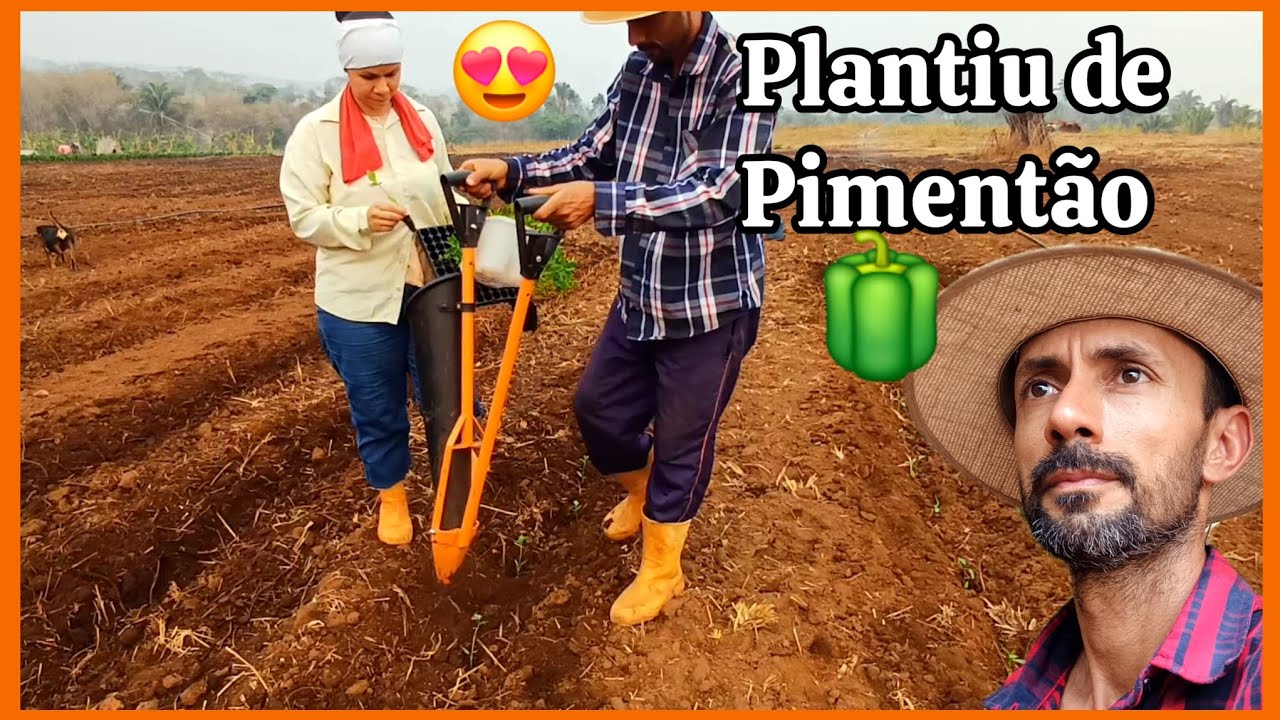 Dia de plantar mudas de pimentão, com a plantadeira de mudas.