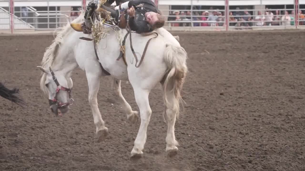 Rodeo's baddest bucking horse: C5 Rodeo's Virgil