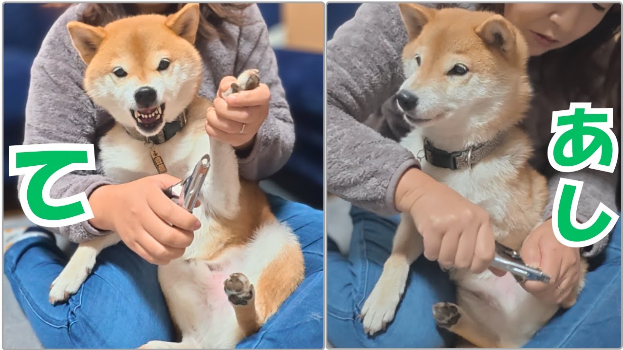 柴犬、爪切りの態度の差はこちら