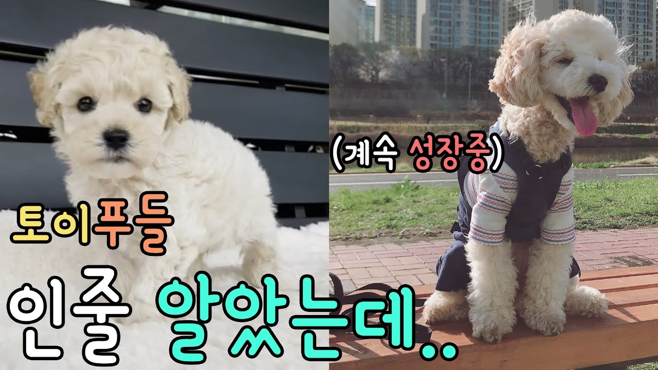 토이푸들이 엄청나게 자랐어요! 미니어처도 아닌 미디엄푸들? 거의 분양사기!