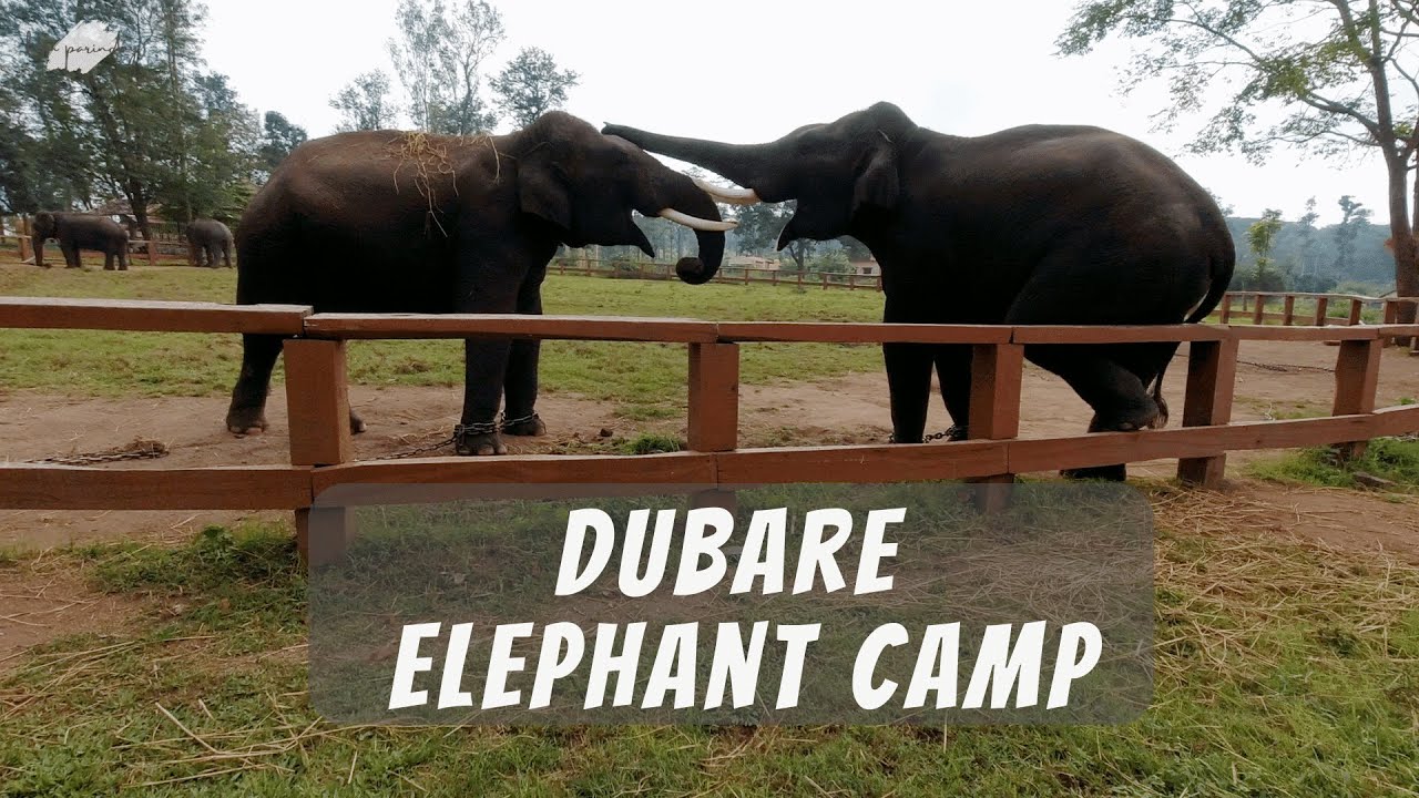 Dubare Elephant Camp Coorg ! Chiklihole Reservoir Coorg ! Places to visit near Coorg Travel Vlog!