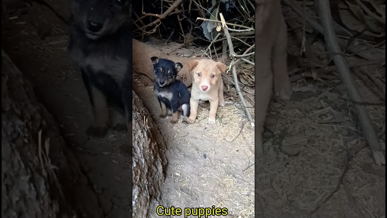 Cute street baby dog 🐕#puppy sound#51kviral#shorts
