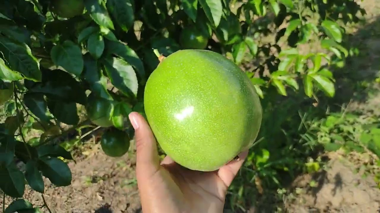 EXPERIMENTO NA CONDUÇÃO DO MARACUJÁ (PENTEAMENTO)