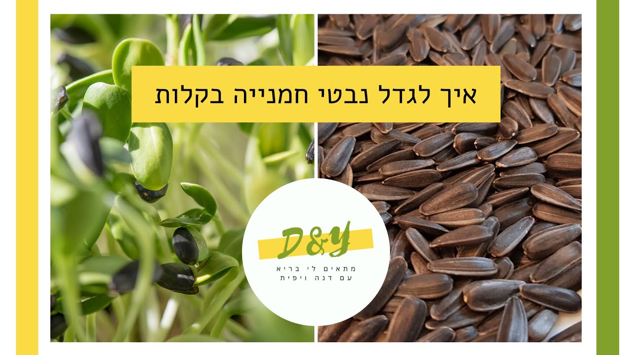 איך לגדל נבטי חמנייה בקלות