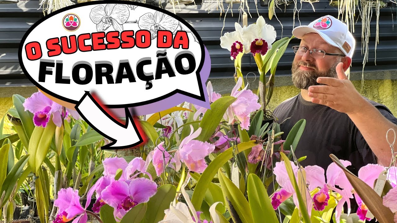 Desvendando o segredo por trás da floração de orquídeas