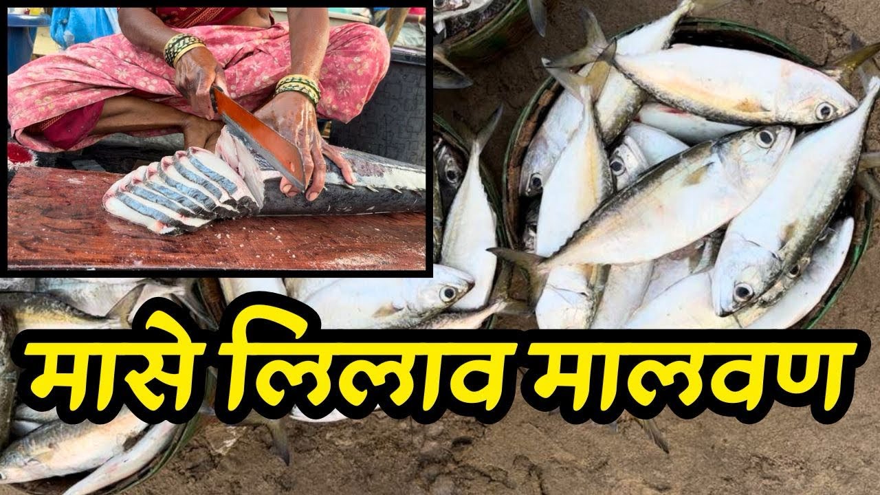मालवण मासे लिलाव | Malvan Fish Sale | Fish in konkan | konkan
