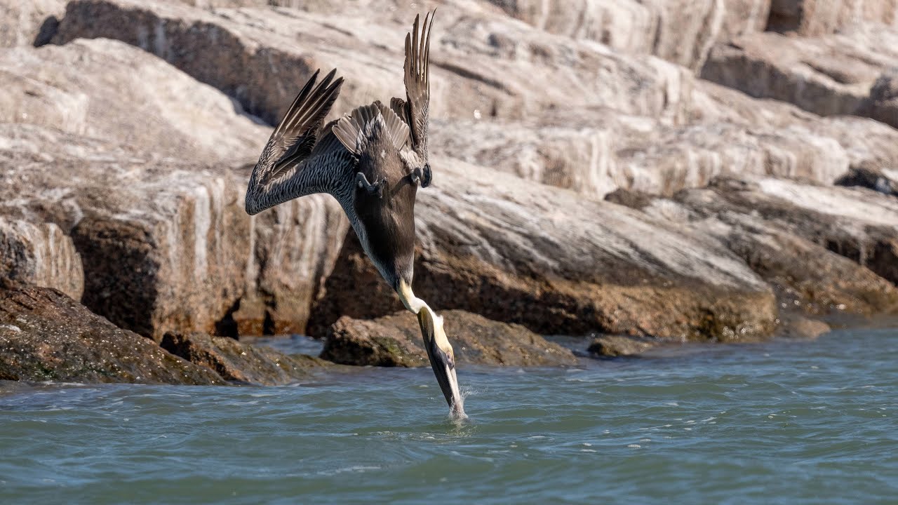 2-Minute Pelican Palooza, Sony A1ii/Sony Alpha1ii, 4k Frame Animation