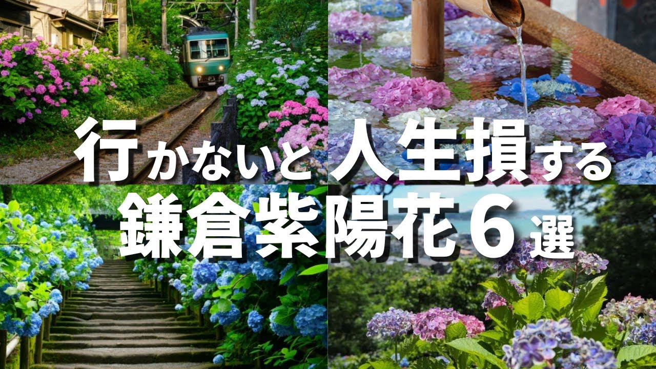鎌倉あじさい名所６選 2024 ｜Kamakura　Hydrangea