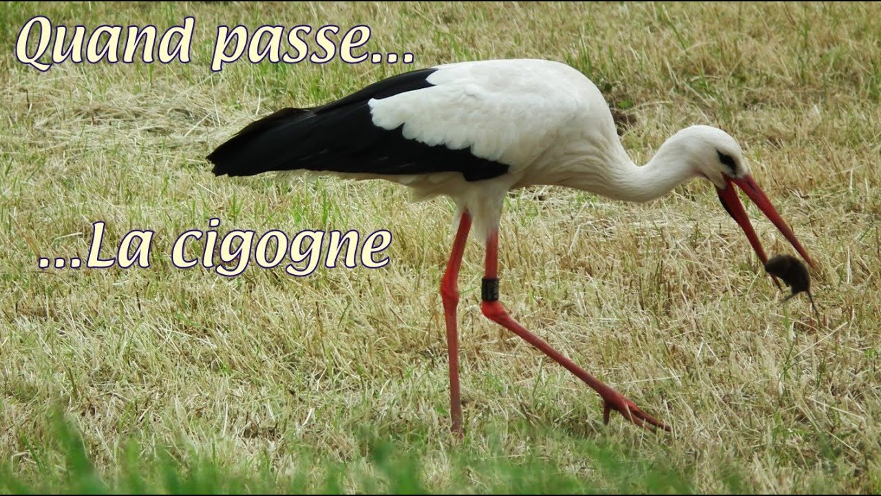 Quand passe la cigogne...