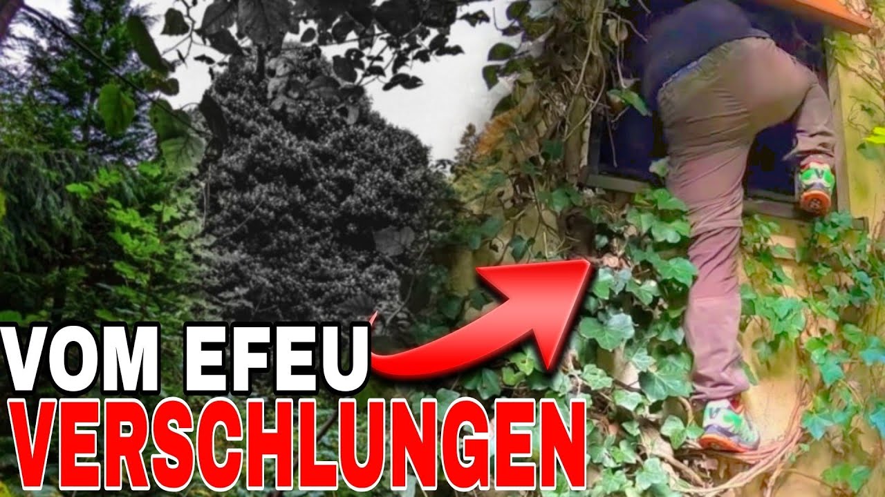 VERSCHLUNGEN VOM EFEU | DAS EFEU HAUS | komplett UNBERÜHRT und VOLL | Lost Places