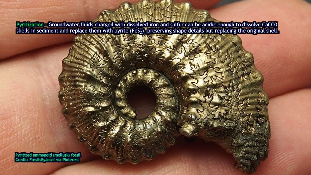 EarthParts #34 - Fossils