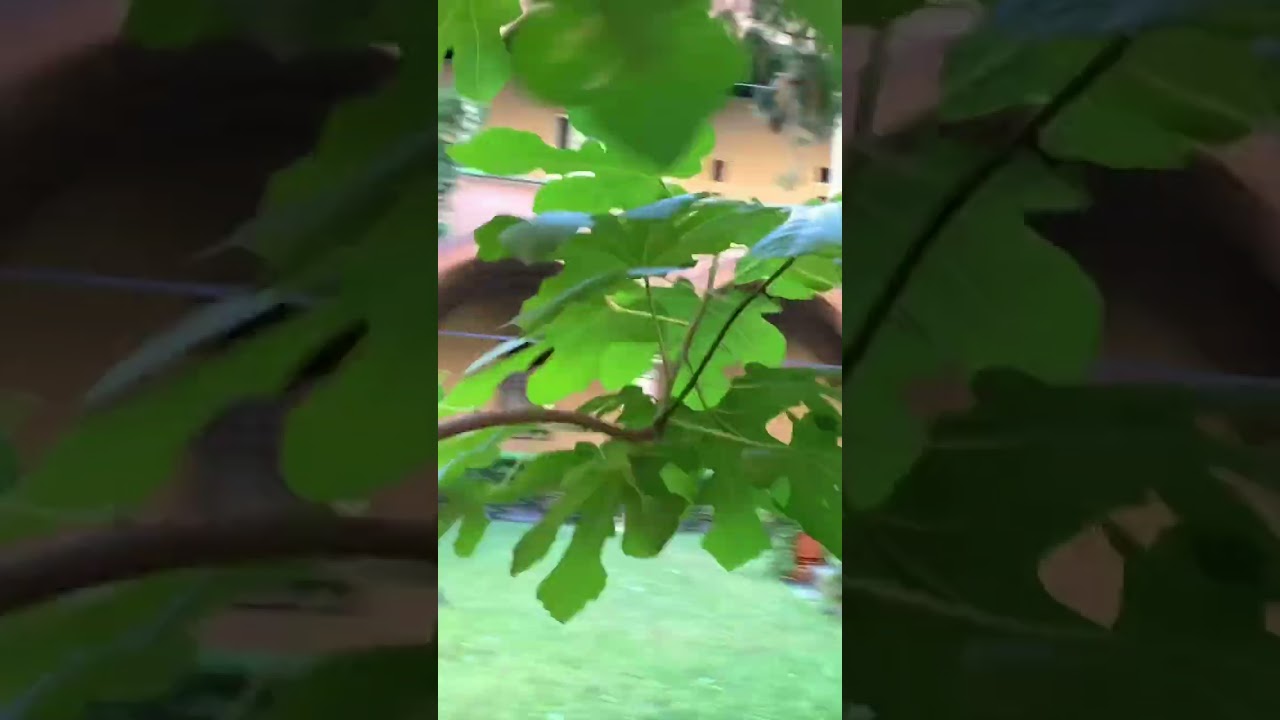 Relaxing #ASMR part. 2 - walking thru a beautiful and serene courtyard. #Bologna #staycation