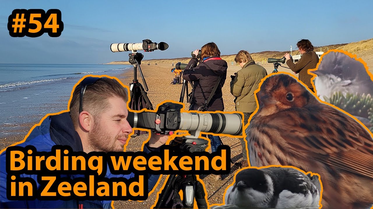 Vogelweekend in Zeeland