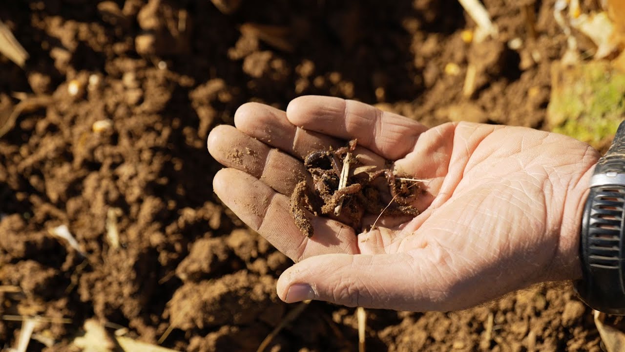 Allez les vers ! Découvrez l'agriculture de conservation des sols
