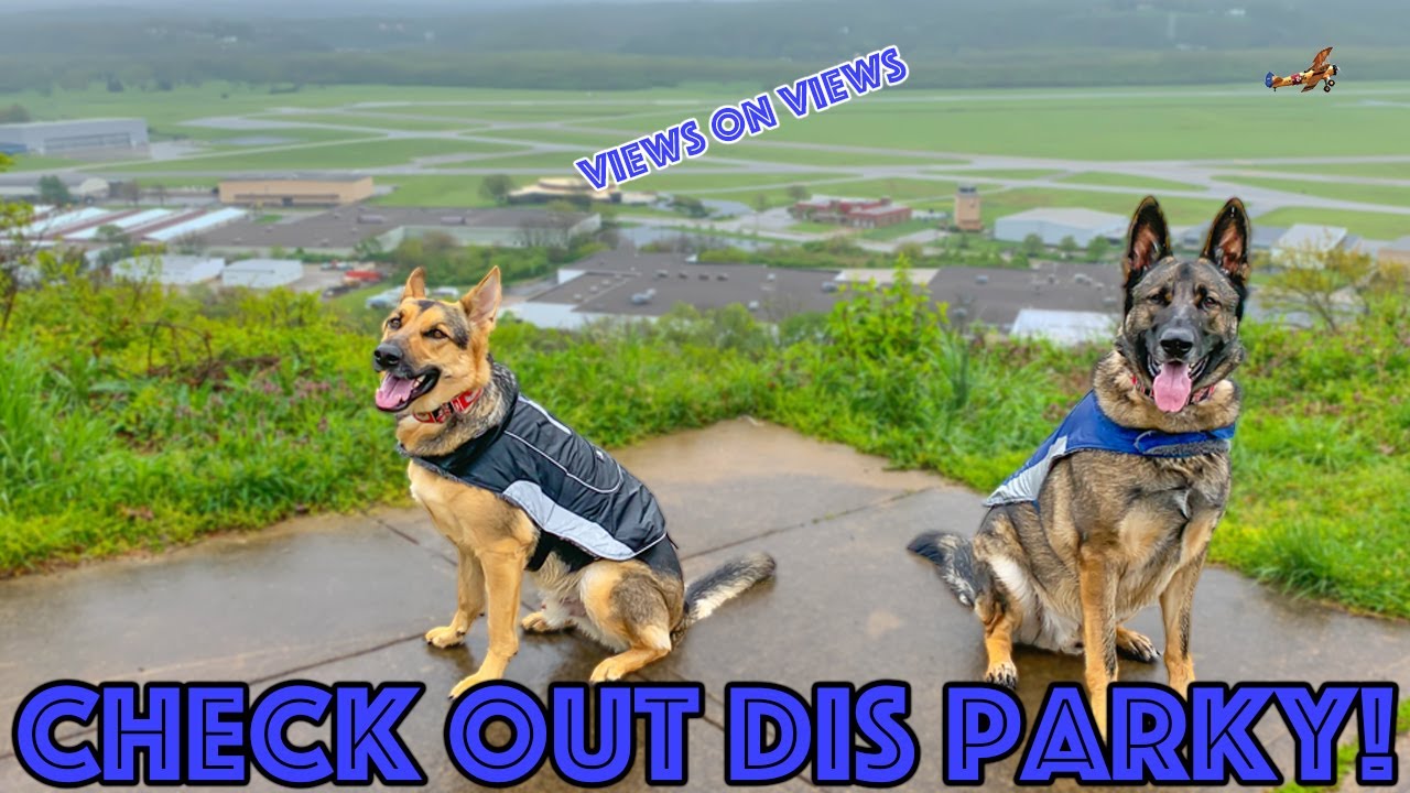 German Shepherds Make Life BETTER. True Story.