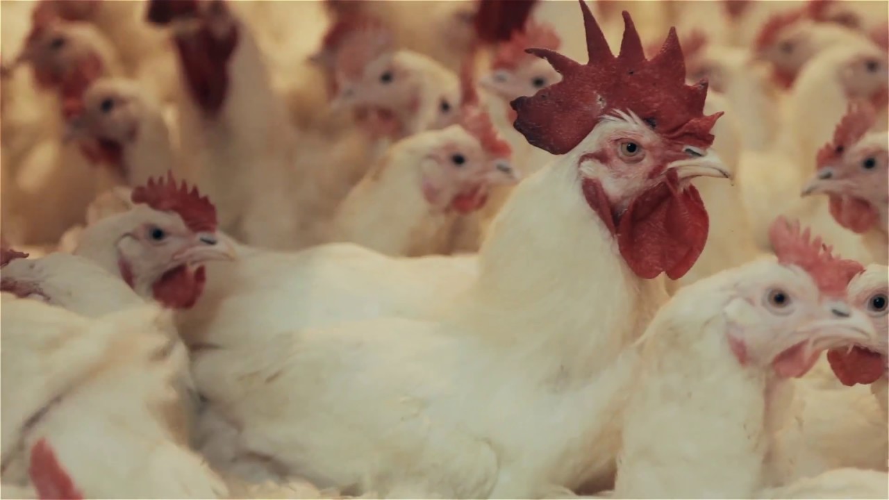 Сюжет ТСН24: Как туляки работают на «Воловском бройлере»