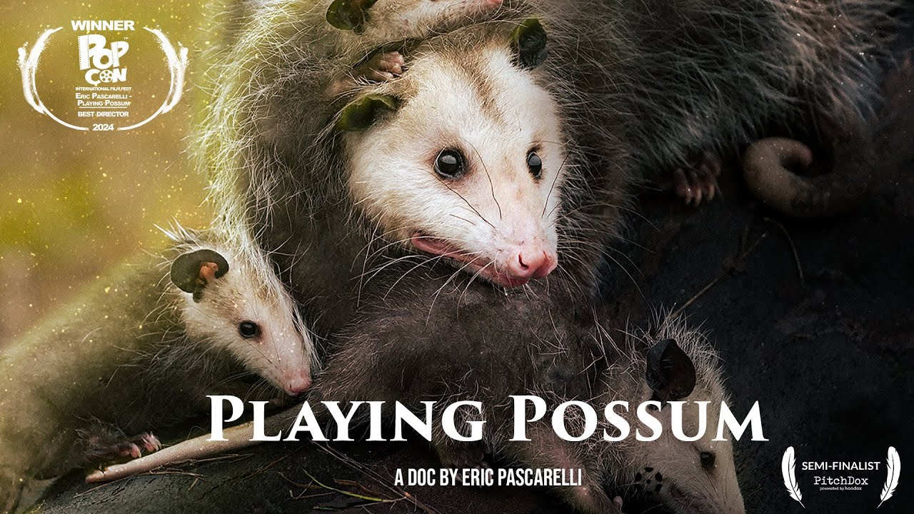 Playing Possum - A Short Doc about the Most Misunderstood Marsupial