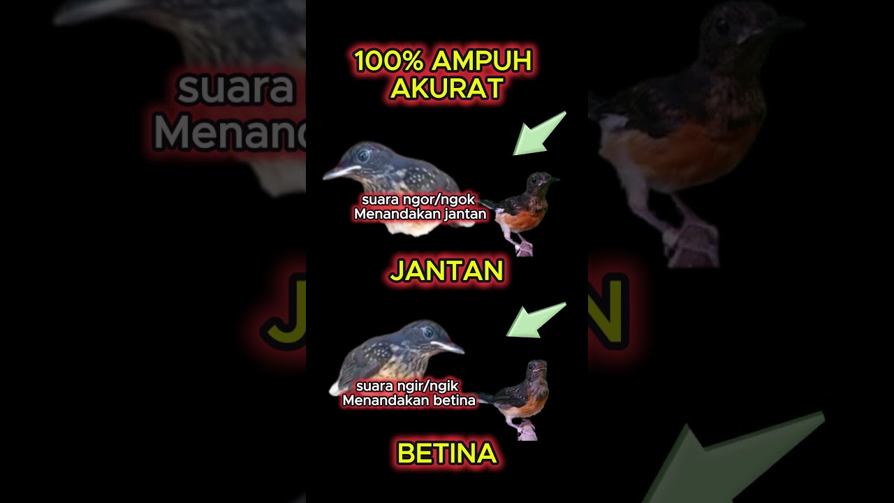 cara membedakan murai batu jantan dan betina 100% ampuh akurat #muraibatu