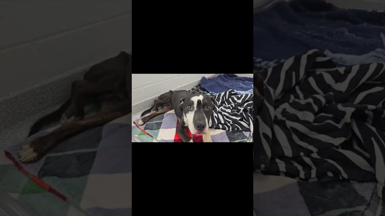 🚨JUST RESCUED🚨This little girl was found injured on a highway in Detroit. Thankfully a kindhearted❤️