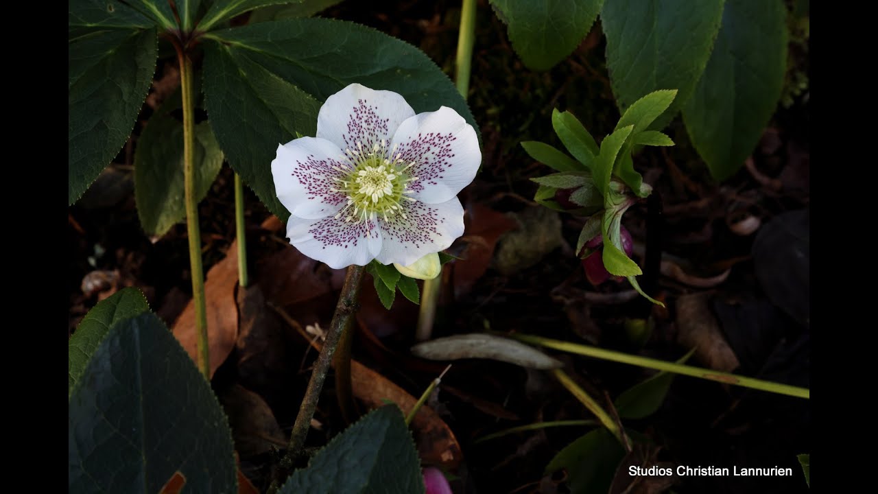 Jardins privés en Bretagne : Camellias et Hellébores 4K UHD . 24 Janvier 2026