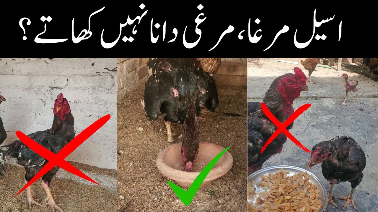 Aseel Murga Dana Nahi Khata | Aseel Murgi Dana Na Khaye To Kya Karen?