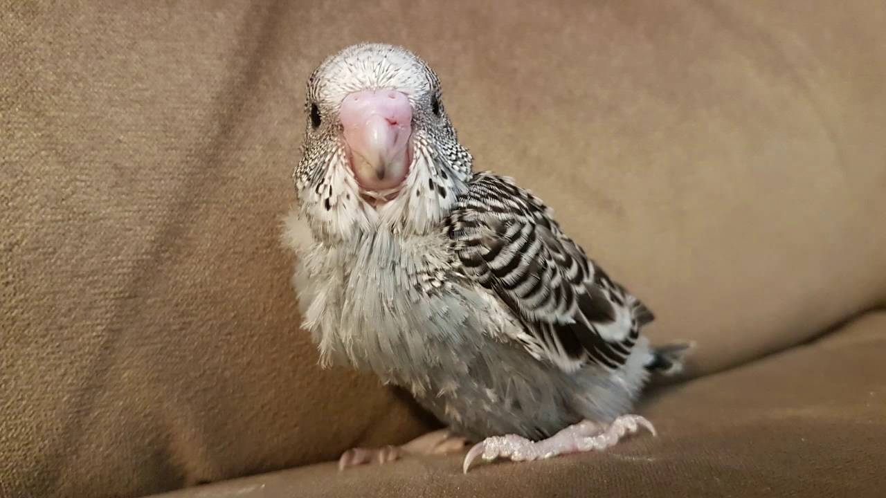 Baby Budgie Growing From Day 1 to Day 36