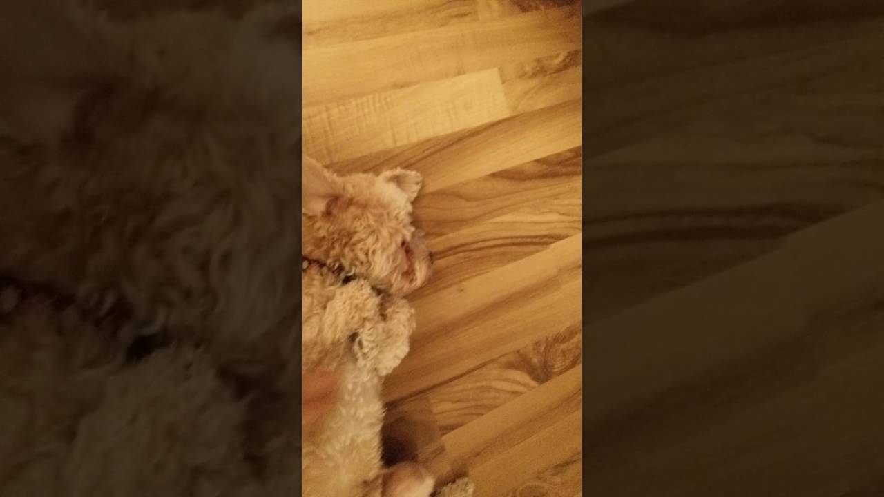 Poodle plays dead in fear of punishment