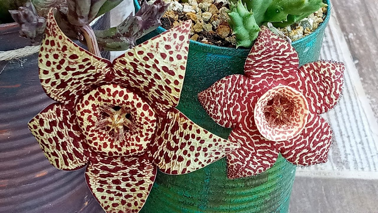 Damat bohçası (orbea variegata) çiçeği bakımı, çiçek açması