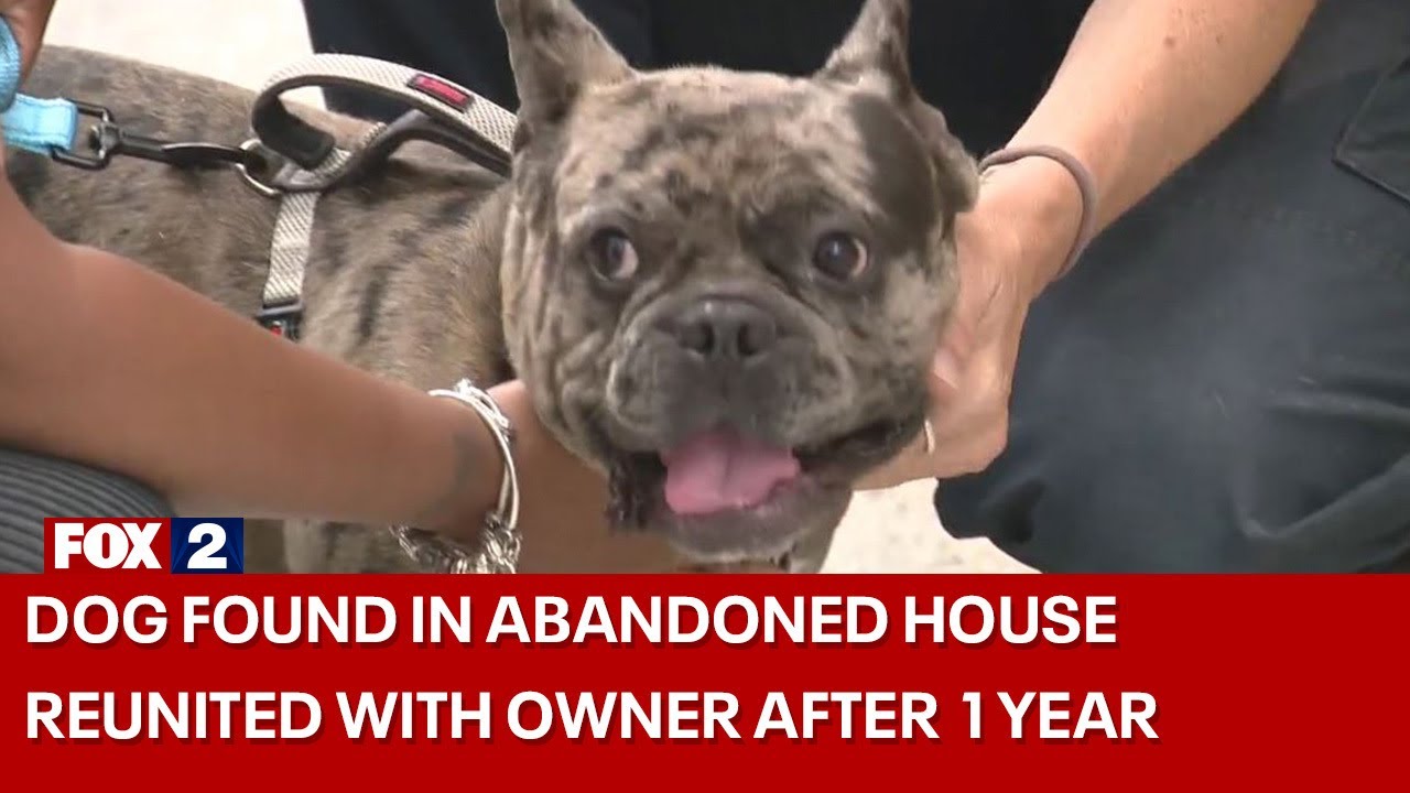 Dog found in abandoned Detroit house reunited with owner after 10 months