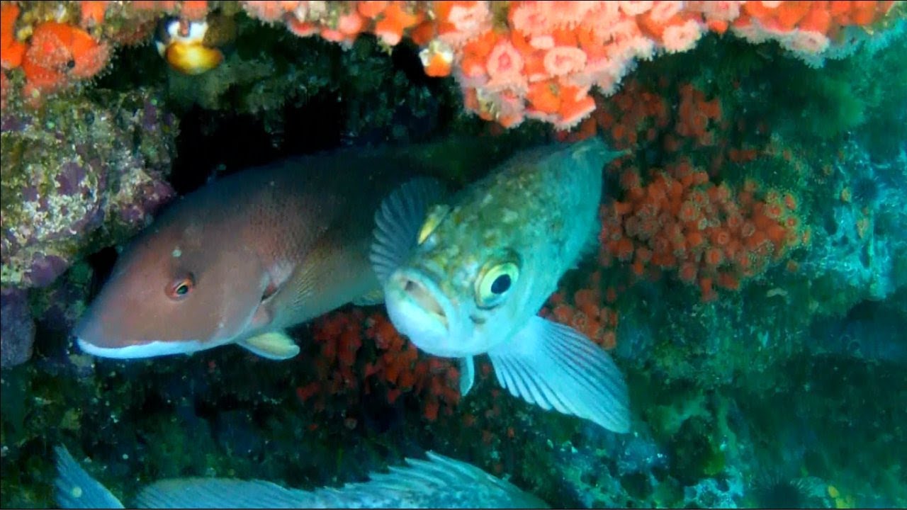 Swimmin with the Fishes - Diving Santa Cruz Yellowbanks GoPro Hero2 6-15-2013 V12642