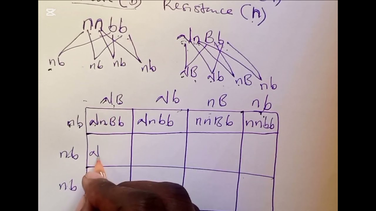 DIHYBRID CROSS ❌: PART 1. The professor is In.