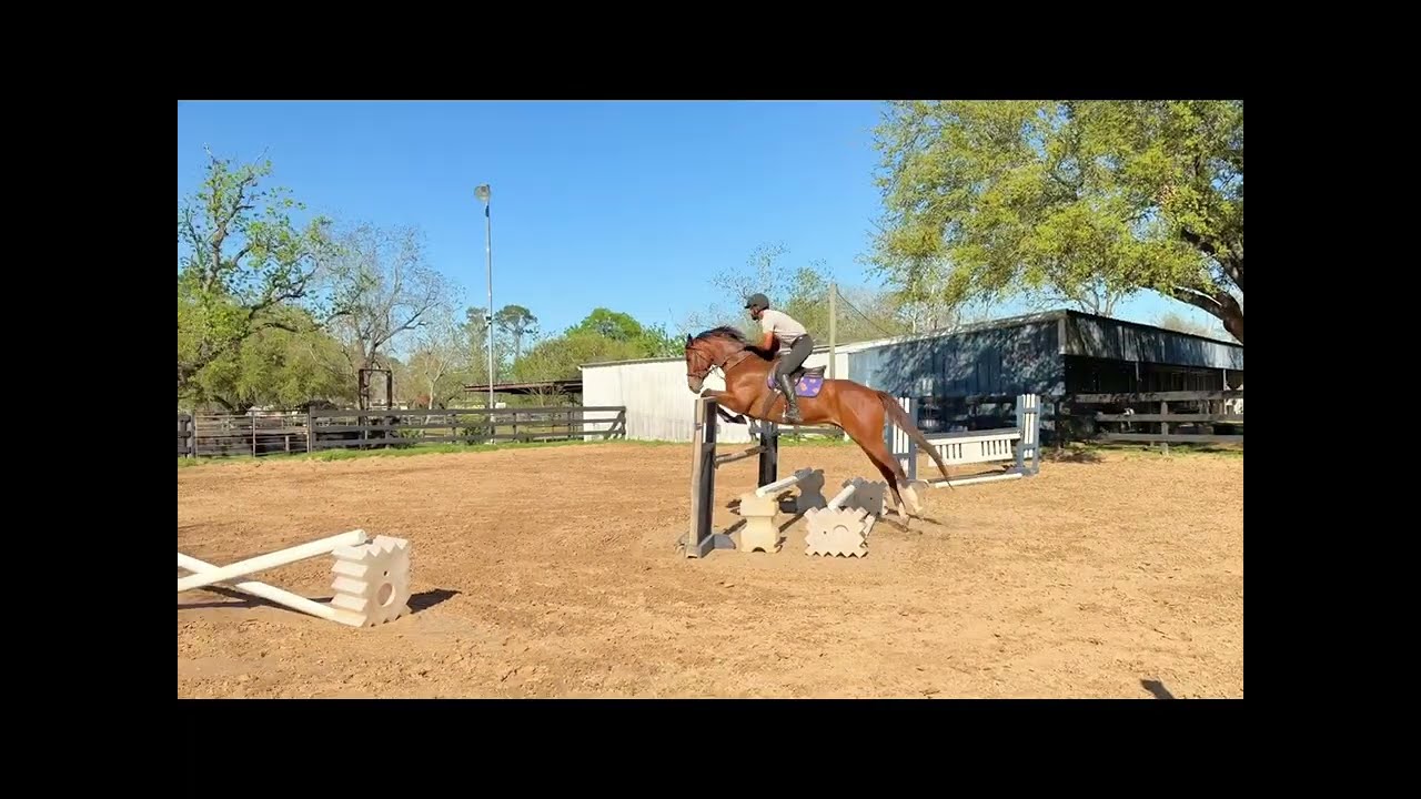 Peachy Mandate - Consignment - FOR SALE