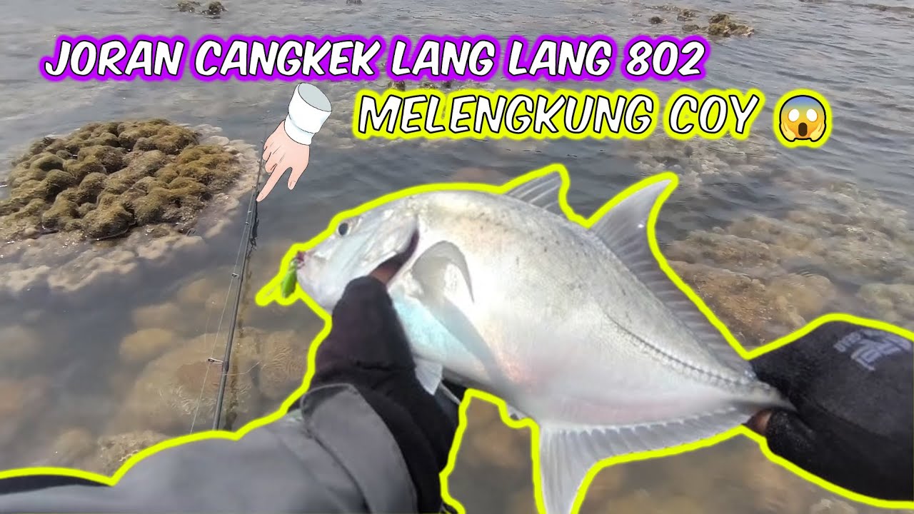 Snap nya sampe Bengkok di hajar BABON, Cangkek Lang lang melengkung COY #ultralightfishing