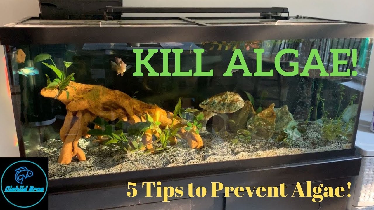 How to PREVENT Aquarium ALGAE! 5 TIPS!