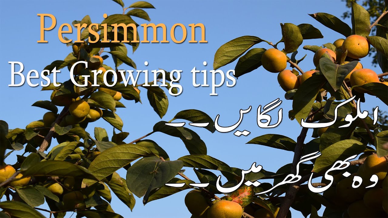 Persimmon/Amlook/Japaniphal Fruit Growing hard and tough fruit Urdu/Hindi