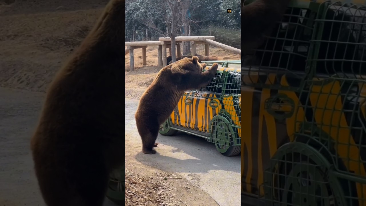 Chinese Zoo 🤯