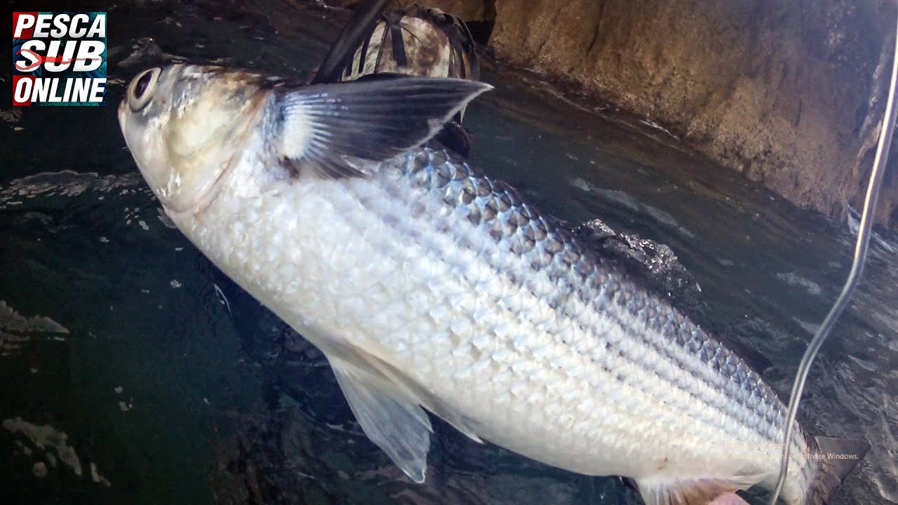 PESCA SUB : Sardegna Pesca nel bassofondo Cefali Giganti😲 - Pesca subacquea Settembre - ψαροντούφεκο