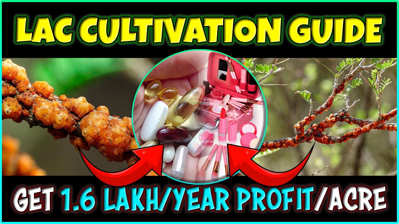 Lac Cultivation Process: From Lac Insect Rearing and Lac Culture to the Art of Lac Harvesting