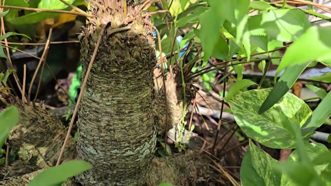 Pasyalan natin ang mga plants sa Petit Jungle (as requested) 