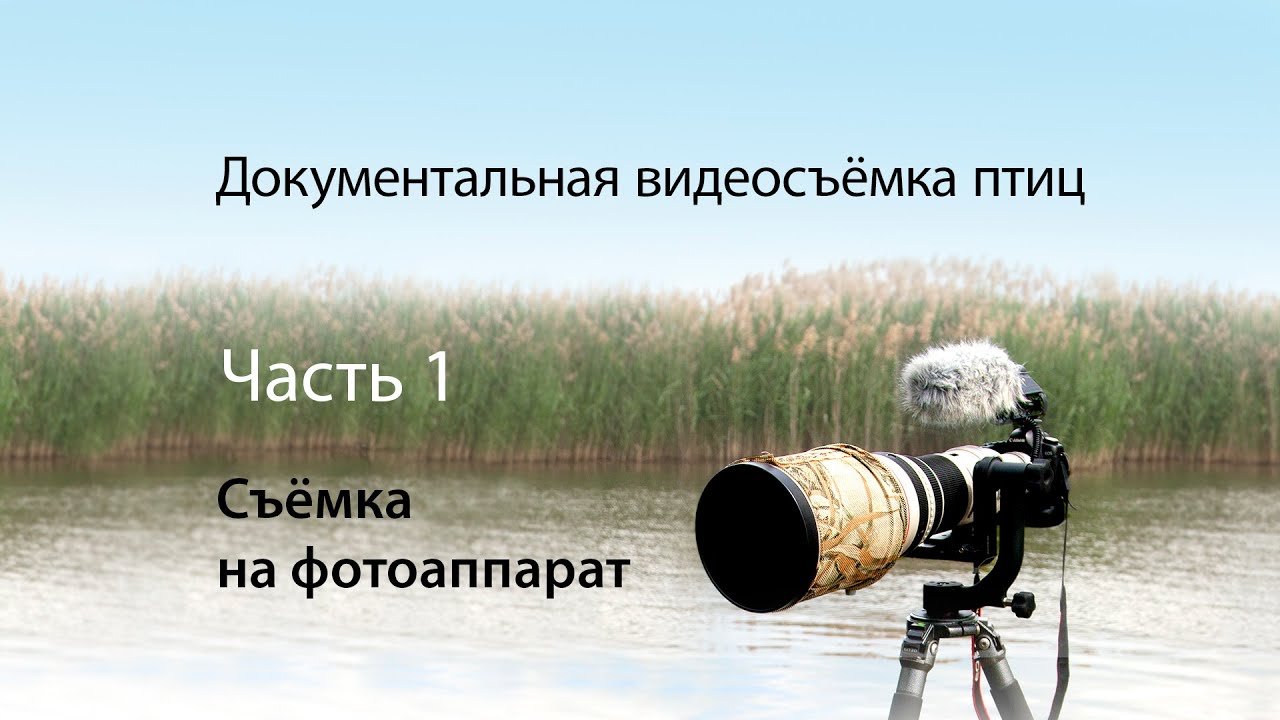 Документальная видеосъемка птиц. Часть 1. Съемка на DSLR