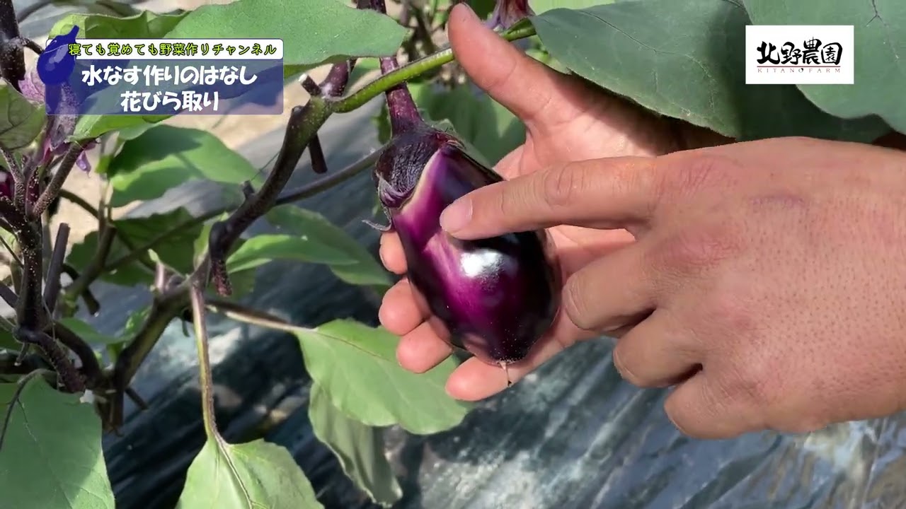 水ナス作りの基本のはなし。ー花びら取りー