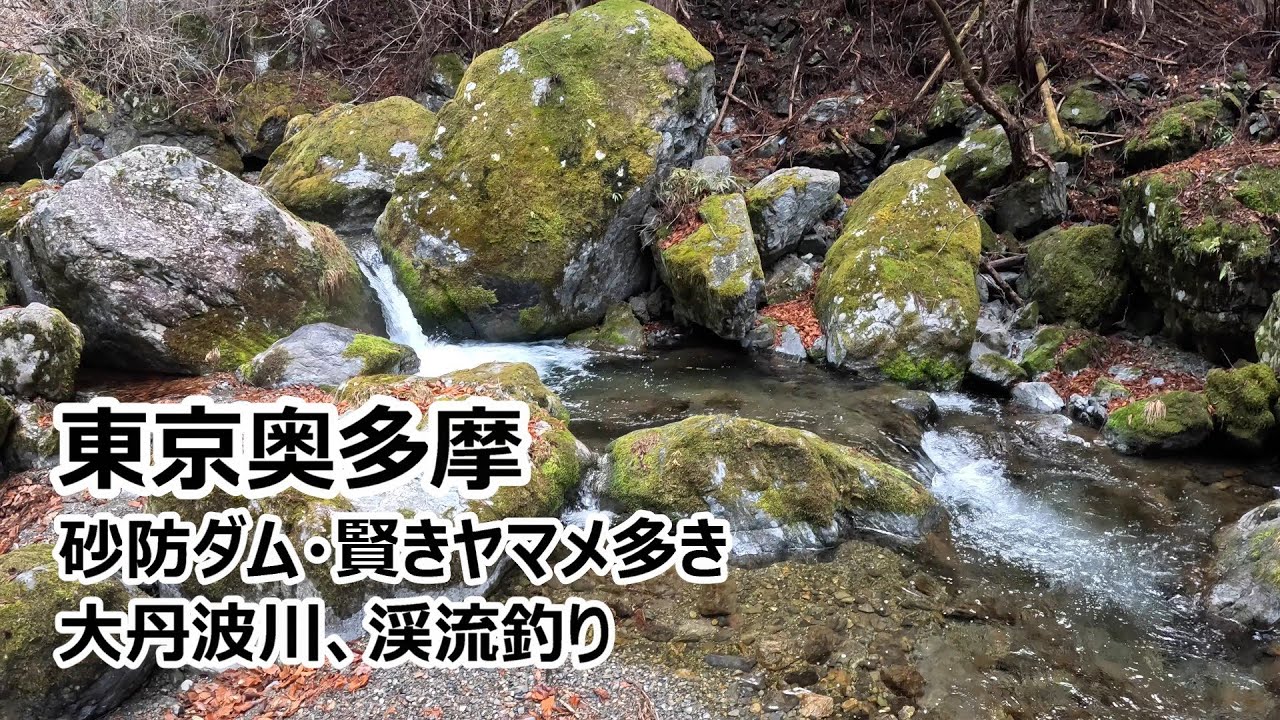 東京奥多摩渓流釣り（釣り人と砂防ダムが多き大丹波川、源流ヤマメの釣果良好、ダイワ雪渓の魅力を語る）
