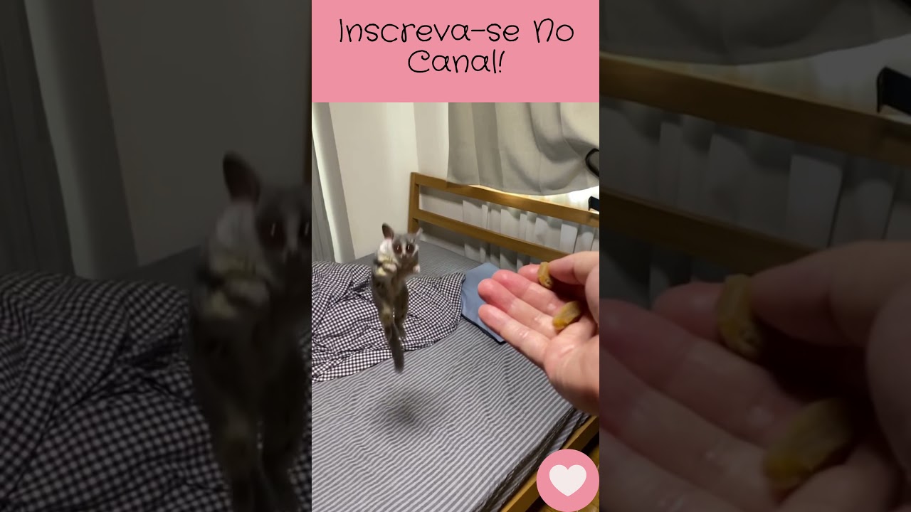 Esquilo voador
