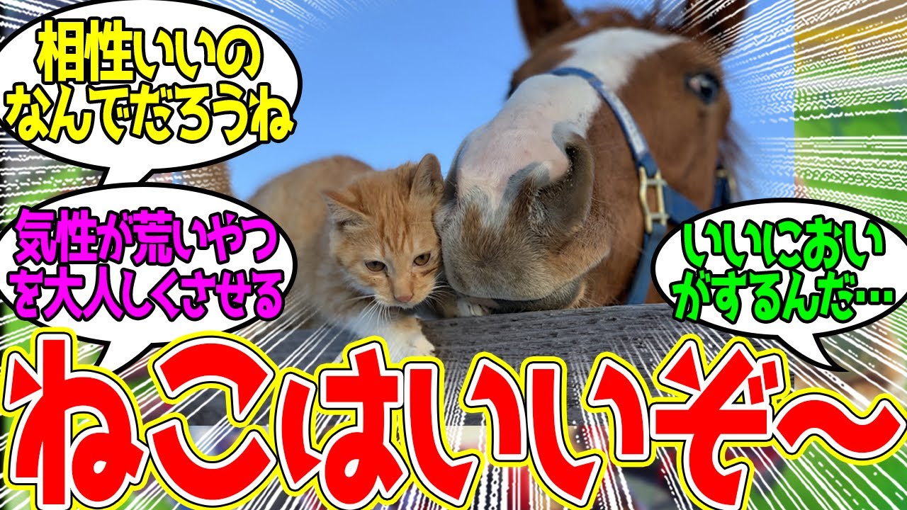 ねこと戯れる馬ってなんでこんなに可愛いんだろうな…に対するみんなの反応！【競馬 の反応集】