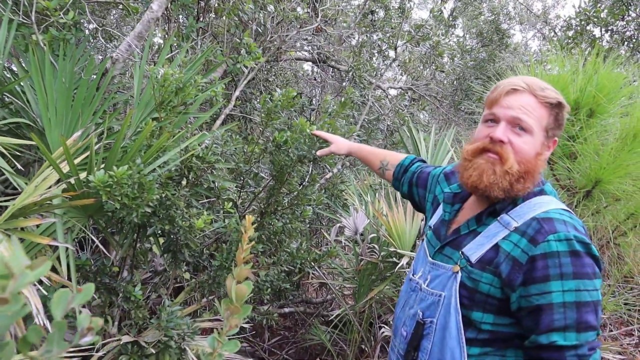 Florida Native: Wax Myrtle aka Southern Bayberry. Edible, beneficial and