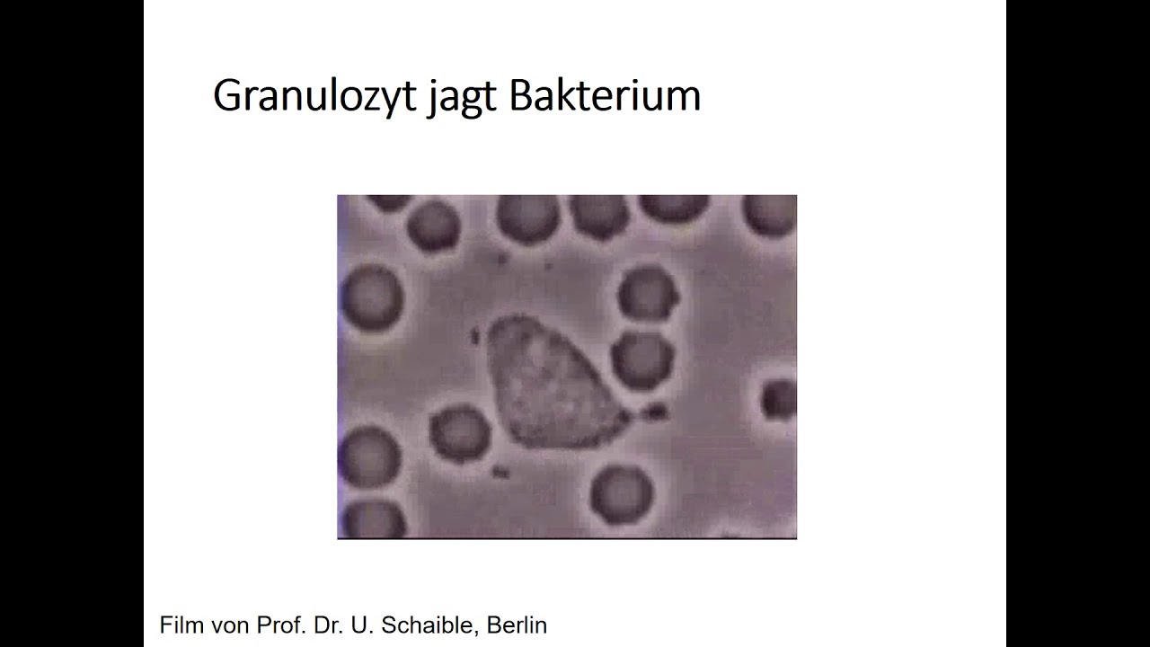 Neutrophile Granulozyten Teil 2
