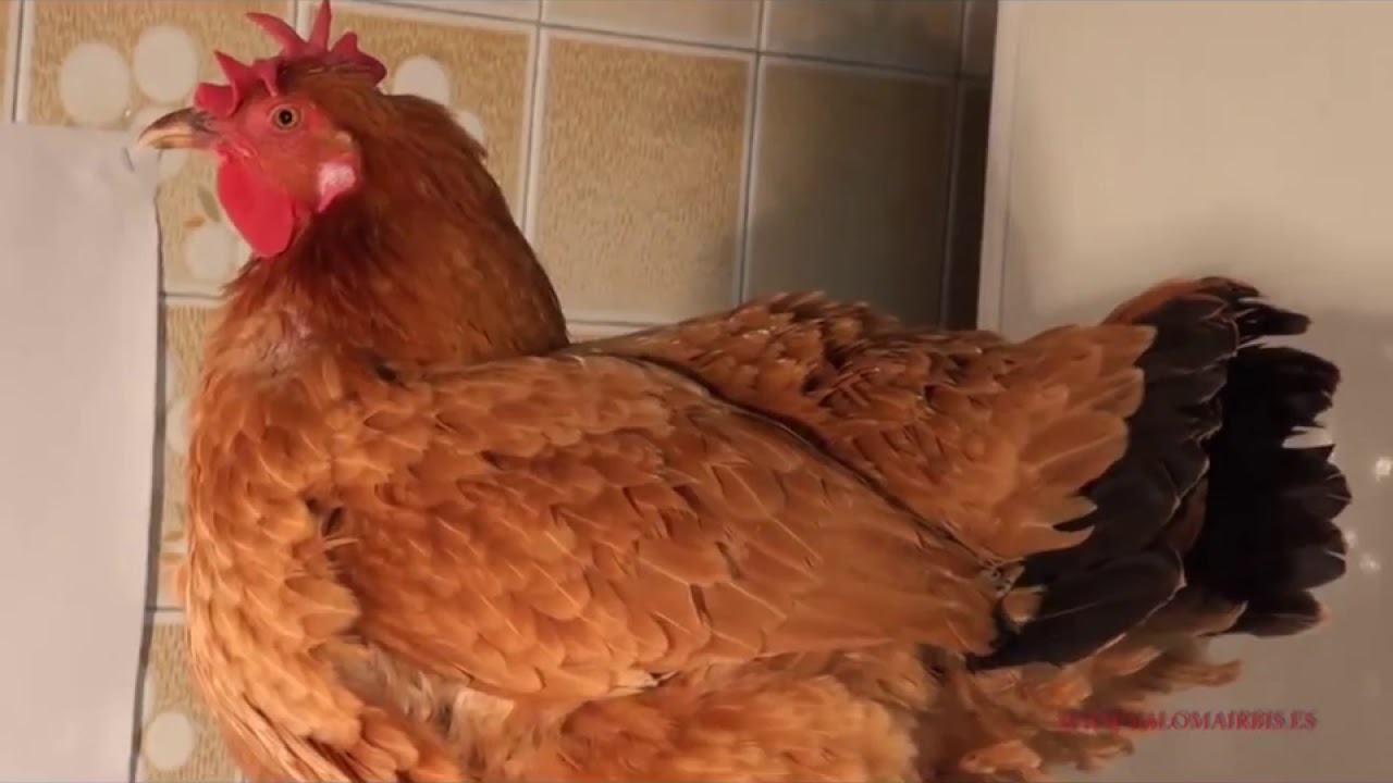GALLINA EN CELO. #vídeosdegallinas #gallinasdecorral #gallinasponedoras #razasdegallinas