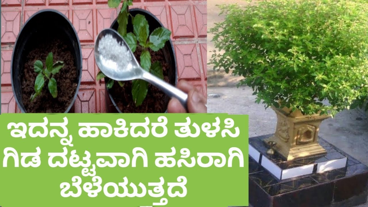 ಇದನ್ನು ಒಂದೇ ಚಮಚ ಹಾಕಿ, 2 ದಿನದಲ್ಲಿ ತುಳಸಿ ಗಿಡ ದಟ್ಟವಾಗಿ ಹಸಿರಾಗಿ ಬೆಳೆಯುತ್ತದೆ | How to grow Tulasi plant