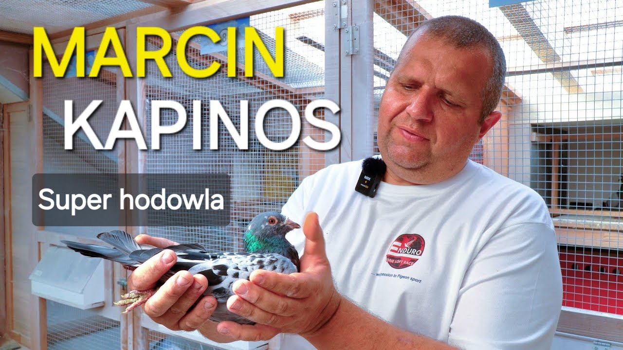 Marcin Kapinos - PZHGP 0442 Mielec / Wielka wygrana na OLR🏆👌🎉