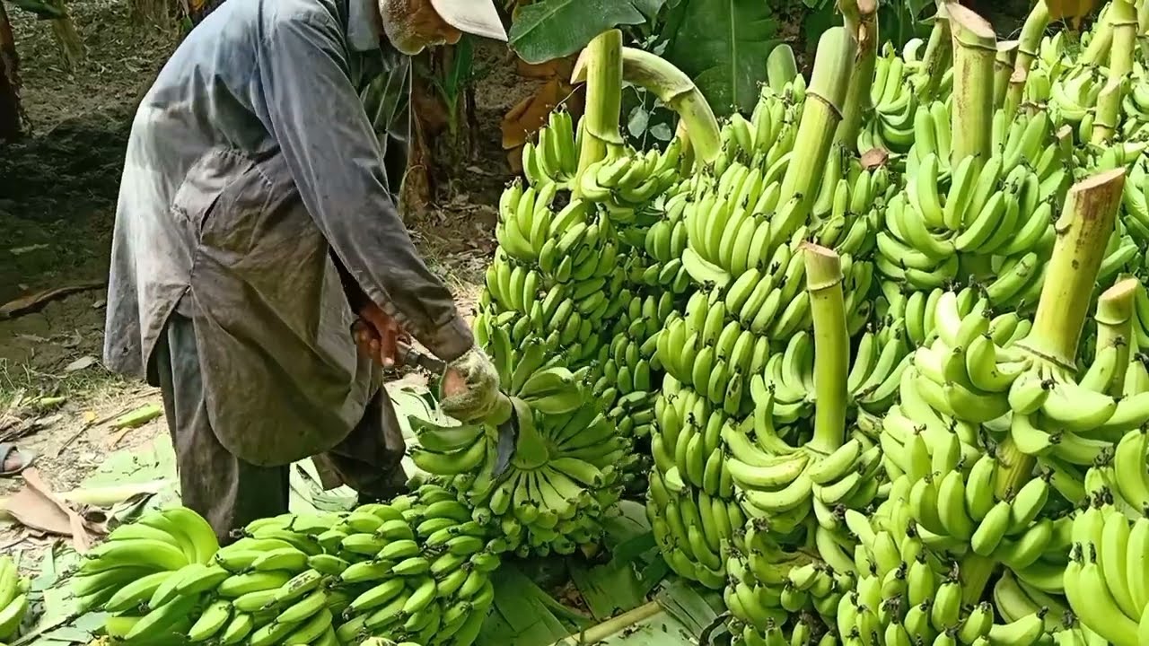سرگودھا منڈی کے لیے کیلے کی لوڈنگ rate 2000